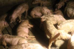 Pigs living in their own waste - Captured at Glasshouse Country Farms, Beerburrum QLD Australia.