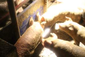 Growers drinking in dirty water - Captured at Glasshouse Country Farms, Beerburrum QLD Australia.