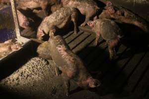 Growers in filthy conditions - Captured at Glasshouse Country Farms, Beerburrum QLD Australia.