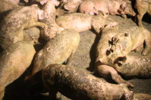 Growers in filthy conditions - Captured at Glasshouse Country Farms, Beerburrum QLD Australia.