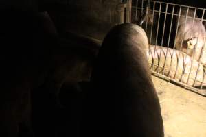 Sows living in filthy conditions - Captured at Glasshouse Country Farms, Beerburrum QLD Australia.