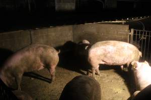 Sows in group housing - Captured at Glasshouse Country Farms, Beerburrum QLD Australia.