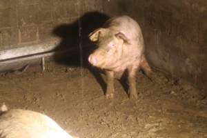 Sow in group sow housing - Captured at Glasshouse Country Farms, Beerburrum QLD Australia.