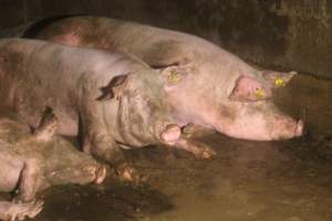 Sows in group housing - Captured at Glasshouse Country Farms, Beerburrum QLD Australia.