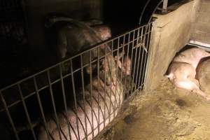 Sows in group housing - Captured at Glasshouse Country Farms, Beerburrum QLD Australia.