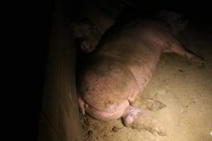 Sow with growth on her leg - Captured at Glasshouse Country Farms, Beerburrum QLD Australia.