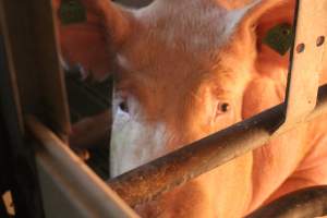 Sow - Captured at Glasshouse Country Farms, Beerburrum QLD Australia.