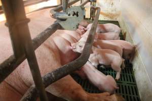 Piglets feeding - Captured at Glasshouse Country Farms, Beerburrum QLD Australia.