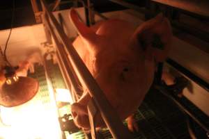 Sow - Captured at Glasshouse Country Farms, Beerburrum QLD Australia.
