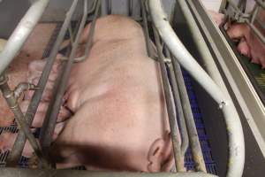 Piglets feeding - Captured at Glasshouse Country Farms, Beerburrum QLD Australia.