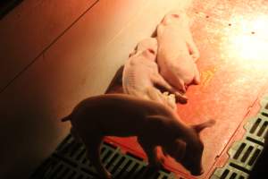 Sick piglet - Captured at Glasshouse Country Farms, Beerburrum QLD Australia.