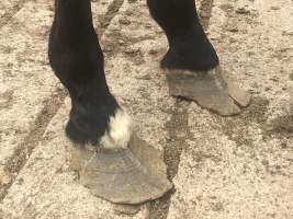 Doggers horses - Captured at Young Saleyards, Young NSW Australia.