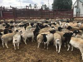 Sheep in holding pen - Captured at Warwick Saleyards, Bracker Road, Morgan Park QLD.