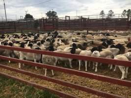 Sheep in holding pen - Captured at Warwick Saleyards, Bracker Road, Morgan Park QLD.