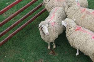 Sheep in holding pen - Captured at Warwick Saleyards, Bracker Road, Morgan Park QLD.