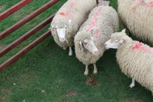 Small Holding pen - Captured at Warwick Saleyards, Bracker Road, Morgan Park QLD.