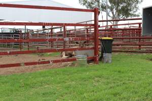 Cow in holding pen - Captured at Warwick Saleyards, Bracker Road, Morgan Park QLD.
