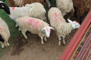 Sheep spray painted - Captured at Warwick Saleyards, Bracker Road, Morgan Park QLD.