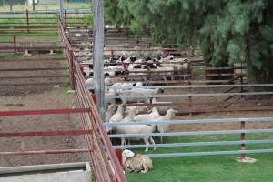 Sheep in holding pens - Captured at Warwick Saleyards, Bracker Road, Morgan Park QLD.