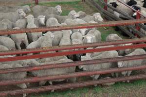 Sheep in holding pen - Captured at Warwick Saleyards, Bracker Road, Morgan Park QLD.