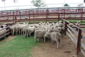 Sheep in holding pen - Captured at Warwick Saleyards, Bracker Road, Morgan Park QLD.