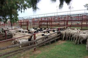 Sheep in holding pens - Captured at Warwick Saleyards, Bracker Road, Morgan Park QLD.