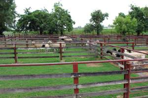 Sheep in holding pens - Captured at Warwick Saleyards, Bracker Road, Morgan Park QLD.