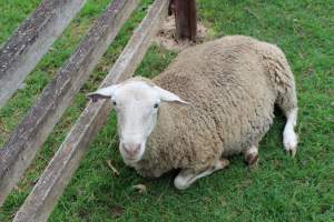 Sheep in holding pen - Captured at Warwick Saleyards, Bracker Road, Morgan Park QLD.