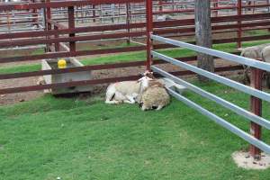 two sheep comforting each other - Captured at Warwick Saleyards, Bracker Road, Morgan Park QLD.