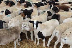 Sheep in holding pen - Captured at Warwick Saleyards, Bracker Road, Morgan Park QLD.