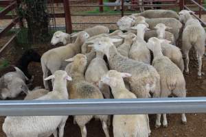 Sheep in holding pen - Captured at Warwick Saleyards, Bracker Road, Morgan Park QLD.