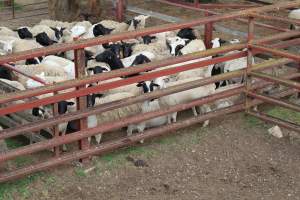 Sheep in holding pen - Captured at Warwick Saleyards, Bracker Road, Morgan Park QLD.