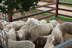 Sheep in holding pen - Captured at Warwick Saleyards, Bracker Road, Morgan Park QLD.