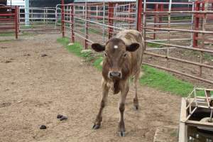 Cow in holding pen - Captured at Warwick Saleyards, Bracker Road, Morgan Park QLD.