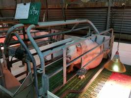 Captured at Glasshouse Country Farms, Beerburrum QLD Australia.