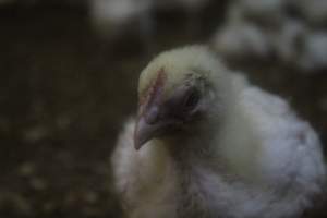 Broiler Sheds - Captured at Mountain View Poultry 2, Beerburrum QLD Australia.