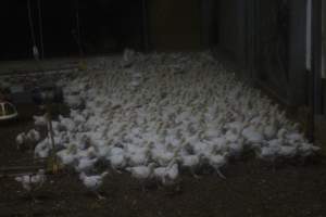 Broiler Sheds - Captured at Mountain View Poultry 2, Beerburrum QLD Australia.