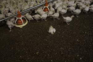 Broiler Sheds - Captured at Mountain View Poultry 2, Beerburrum QLD Australia.