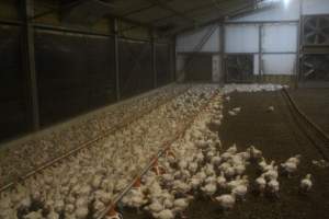 Broiler Sheds - Captured at Mountain View Poultry 2, Beerburrum QLD Australia.