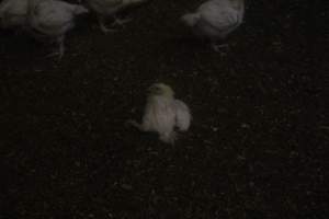 Broiler Sheds - Captured at Mountain View Poultry 2, Beerburrum QLD Australia.