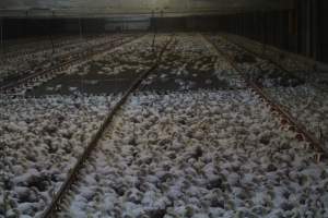 Broiler Sheds - Captured at Mountain View Poultry 2, Beerburrum QLD Australia.