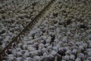 Broiler Sheds - Captured at Mountain View Poultry 2, Beerburrum QLD Australia.