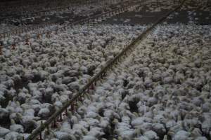 Broiler Sheds - Captured at Mountain View Poultry 2, Beerburrum QLD Australia.