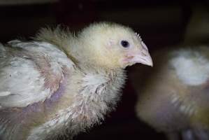 Chicken Farm - Captured at VIC.
