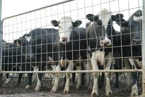 Dairy cows - Waiting to be milked - Captured at Caldermeade Farm, Caldermeade VIC Australia.