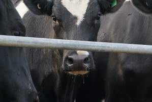 Dairy cows - Waiting to be milked - Captured at Caldermeade Farm, Caldermeade VIC Australia.