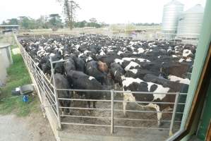 Dairy cows - Waiting to be milked - Captured at Caldermeade Farm, Caldermeade VIC Australia.