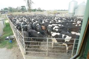 Dairy cows - Waiting to be milked - Captured at Caldermeade Farm, Caldermeade VIC Australia.