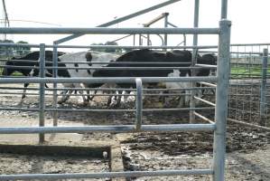 Dairy cows - Waiting to be milked - Captured at Caldermeade Farm, Caldermeade VIC Australia.