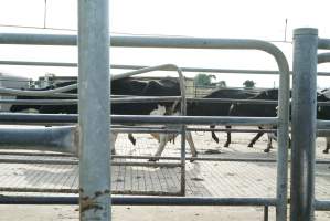 Dairy cows - Waiting to be milked - Captured at Caldermeade Farm, Caldermeade VIC Australia.